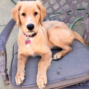 Meet your Posher, Emma